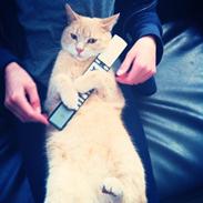 Huskat Karamella (mella)