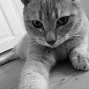 Huskat Karamella (mella)