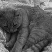 Huskat Karamella (mella)