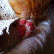 Huskat Karamella (mella)