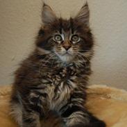 Maine Coon Biscat's Scarlett