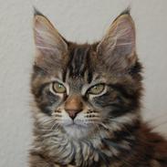 Maine Coon Biscat's Scarlett