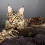 Maine Coon Biscat's Scarlett