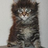 Maine Coon Biscat's Scarlett