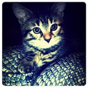 Blanding af racer Chili