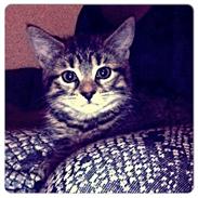 Blanding af racer Chili