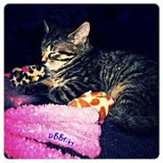 Blanding af racer Chili