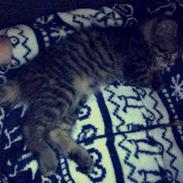 Blanding af racer Chili