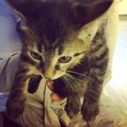 Blanding af racer Chili