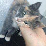 Huskat Fnug