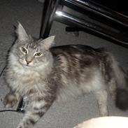 Maine Coon Silver