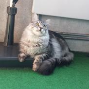 Maine Coon Silver