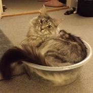 Maine Coon Silver