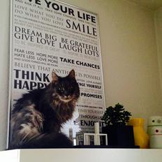 Blanding af racer Theodor