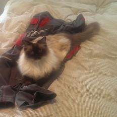 Ragdoll Mingus