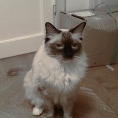 Ragdoll Mingus