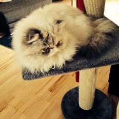 Colorpoint DK Babalou's Mille