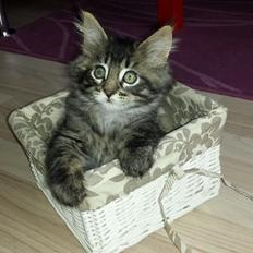 Maine Coon Bailey