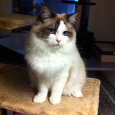 Ragdoll Bølle Bob