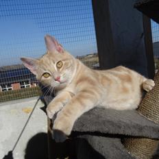 Europé DK Abimbola Bao