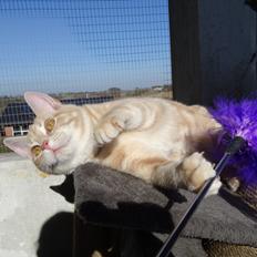 Europé DK Abimbola Bao