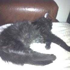 Maine Coon Maximillian