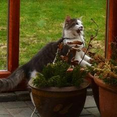 Blanding af racer Sofus