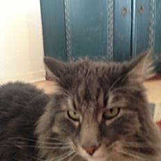 Norsk Skovkat DK Vejlevedel's Gucci