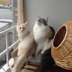 Blanding af racer Simba