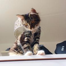Maine Coon Mibu