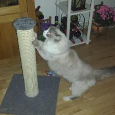 Ragdoll bella