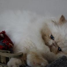 Perser Himmelkat Alexandra Von der Pudderkvast 