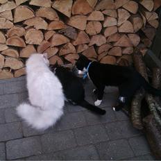 Perser Bonna´s Snow Jason † R.I.P. 2011