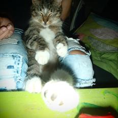 Huskat Miss Mis DeKid