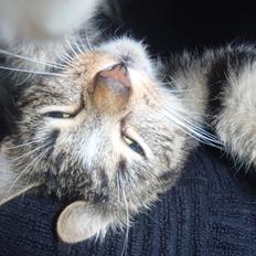 Huskat Miss Mis DeKid