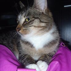 Huskat Miss Mis DeKid