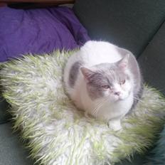 British Shorthair Trille