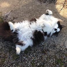 Blanding af racer Adolf