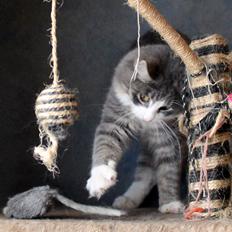 Norsk Skovkat kisser