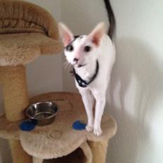 Cornish Rex DK Kousgård's Fernando