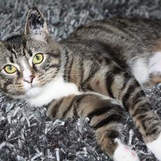 Blanding af racer Tulle