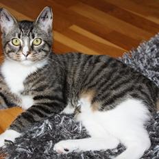 Blanding af racer Tulle