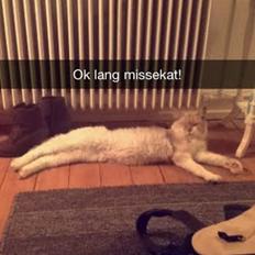 Blanding af racer Don Domingo