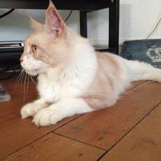 Blanding af racer Don Domingo