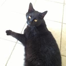 Blanding af racer Cherie ( Rulle )