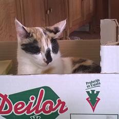 Blanding af racer Chili