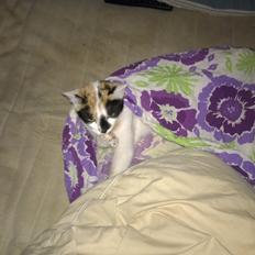 Blanding af racer Chili