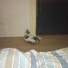 Blanding af racer Chili