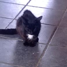 Blanding af racer Plet