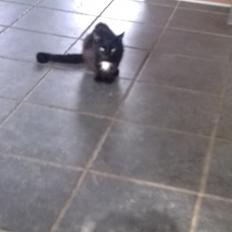 Blanding af racer Plet